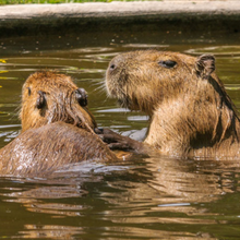 Load image into Gallery viewer, Friends of High Park Zoo 2024 Customized Ornament