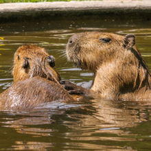 Load image into Gallery viewer, Friends of High Park Zoo 2024 Customized Ornament
