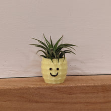 Load image into Gallery viewer, 3D Printed Air Plant Holder
